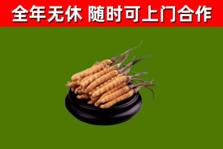 大关回收冬虫夏草