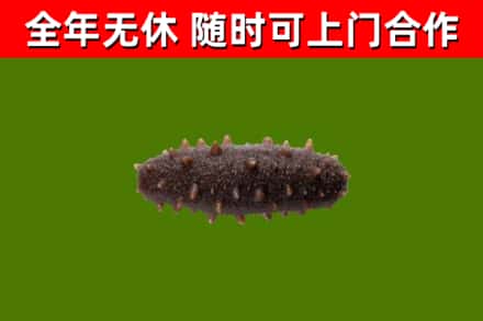 大关回收海参干